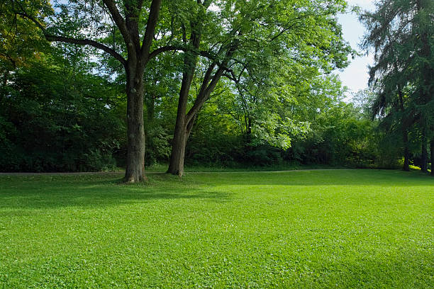 parque verde con árboles grandes old decideous y las áreas sombradas. - bush landscape landscaped scenics fotografías e imágenes de stock