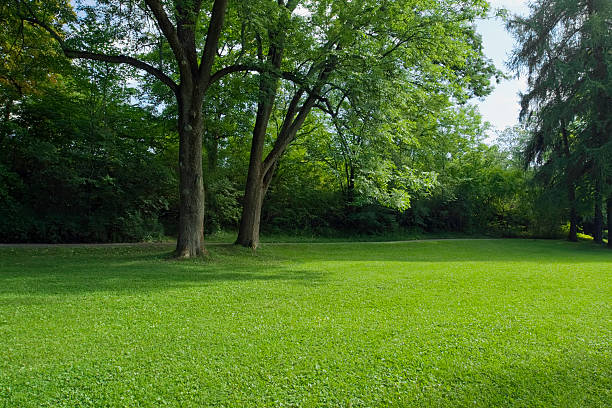 Green park  with large old decideous trees and shaded areas. stock photo