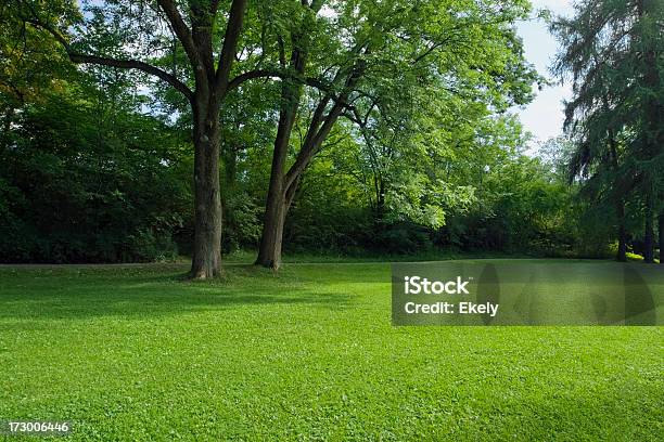 Зеленый Парк С Большой Старый Decideous Деревьев И Затененные Участки — стоковые фотографии и другие картинки Задний или передний двор