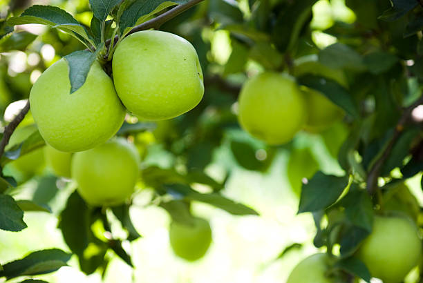 Ripe green apples at an orchard Apples hanging from an apple tree in an orchard. apple orchard photos stock pictures, royalty-free photos & images