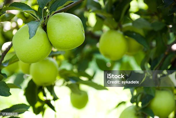 Jabłka Na Orchard - zdjęcia stockowe i więcej obrazów Jabłko - Jabłko, Zielony kolor, Sad jabłkowy