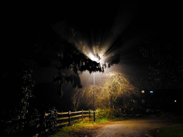 Midnight walk in the neighborhood