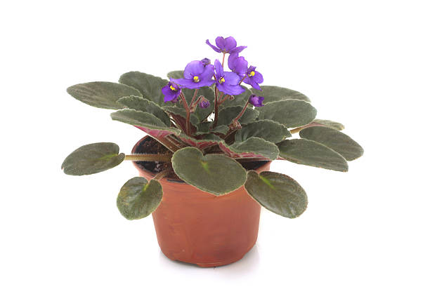istock African Violet Plant 173006697