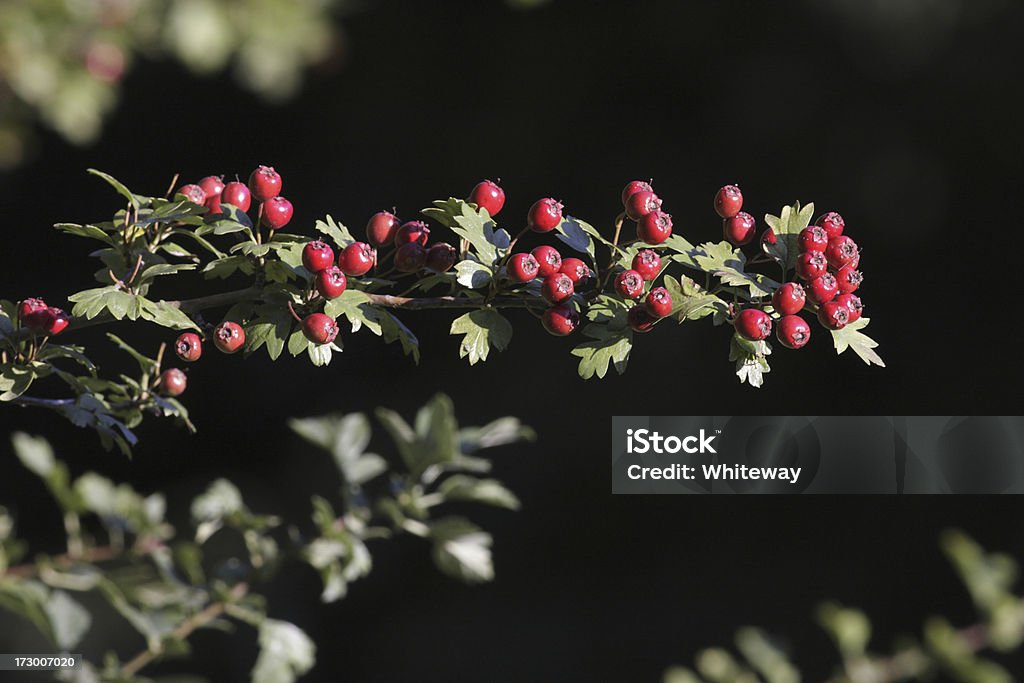 Cosecha de otoño frutas, bayas del espino rojo - Foto de stock de Aire libre libre de derechos