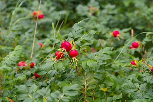 a wild hedge of dog roses with friuts near the sea in denmark with big red fruits