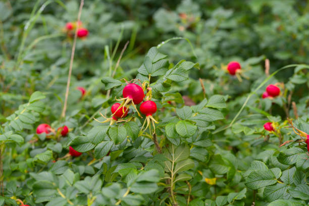 a wild hedge of dog roses with friuts near the sea in denmark with big red fruits a wild hedge of dog roses with friuts near the sea in denmark with big red fruits thorn bush stock pictures, royalty-free photos & images