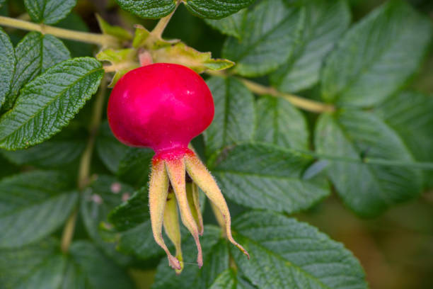 a wild hedge of dog roses with friuts near the sea in denmark with big red fruits a wild hedge of dog roses with friuts near the sea in denmark with big red fruits thorn bush stock pictures, royalty-free photos & images