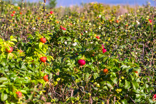 a wild hedge of dog roses with friuts near the sea in denmark with big red fruits
