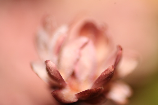 Macro photography of a rose