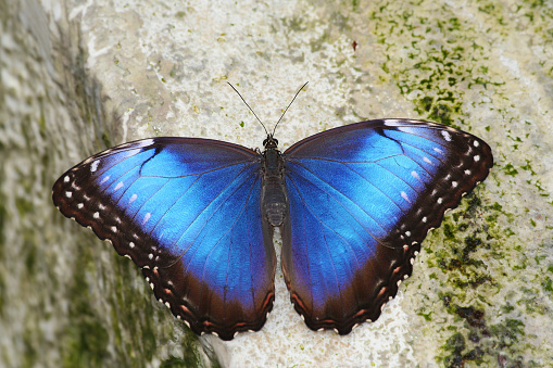 A Purple Emperor Butterfly feeding on salts on a woodland track