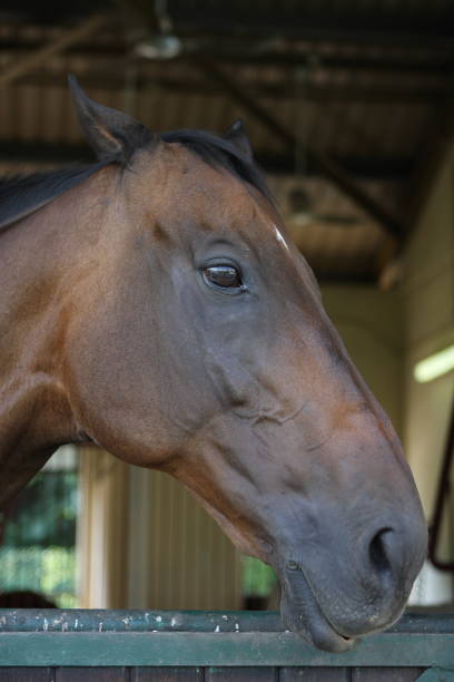 istock Close up of Horse head 173007686