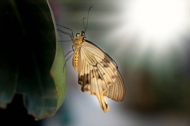 Butterfly Papillon Insect - Free photo on Pixabay