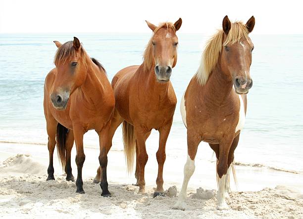 três cavalos selvagens, dun, castanha e pinto na praia - horse animals in the wild water beach imagens e fotografias de stock