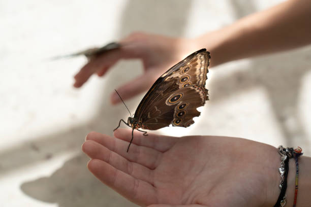 istock butterflies sitting on top of a person's hands 1730078251