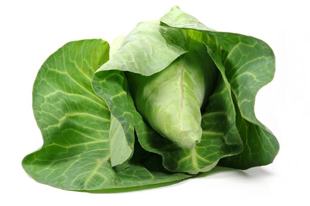 istock pointed cabbage from organic farming 1730078269
