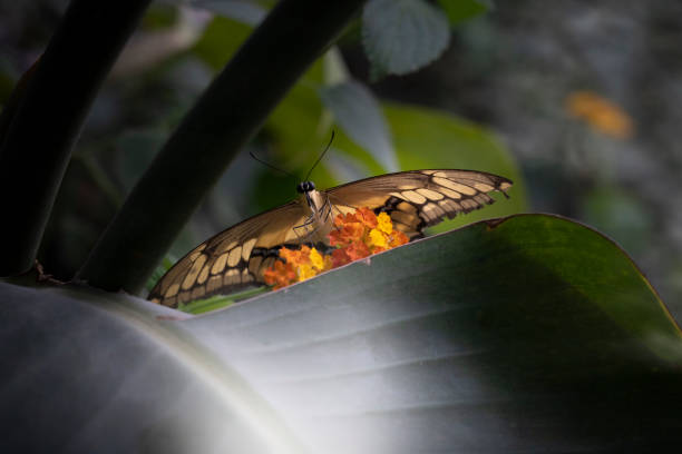 Butterfly Papillon Insect - Free photo on Pixabay