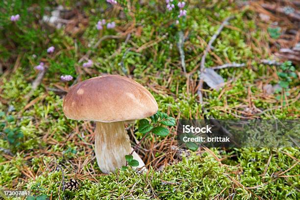 Grzyb W Lesie - zdjęcia stockowe i więcej obrazów Bez ludzi - Bez ludzi, Borowik szlachetny, Fotografika