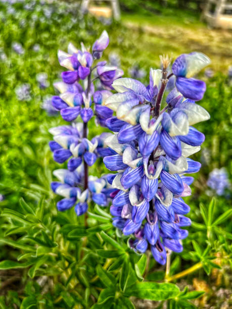 istock lupines in Iceland 1730078799
