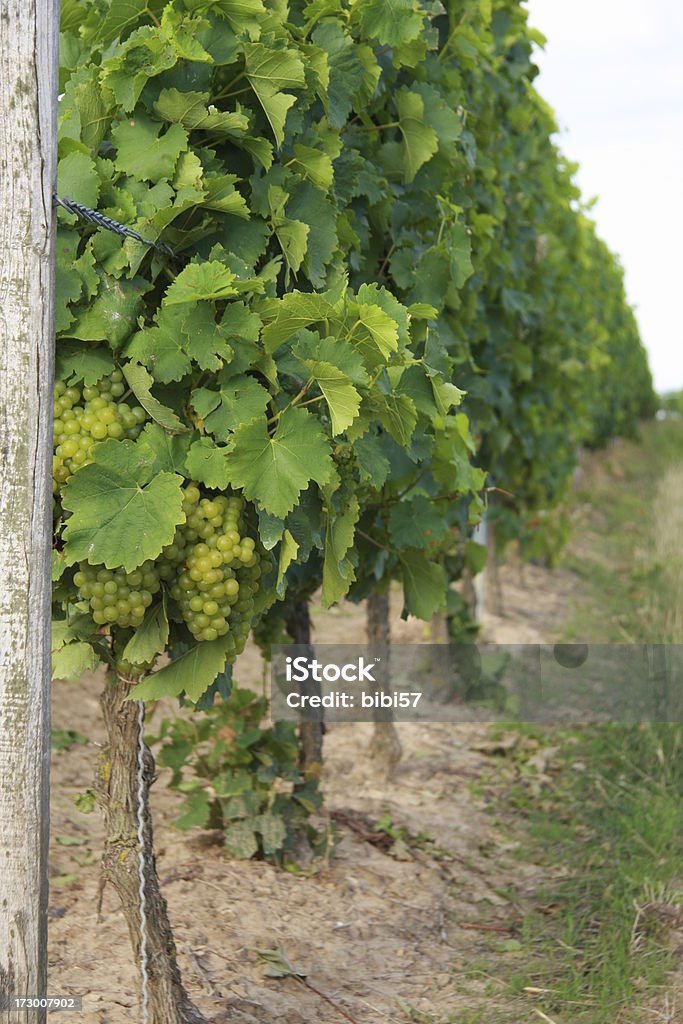 Traube-vines - Lizenzfrei Bildhintergrund Stock-Foto