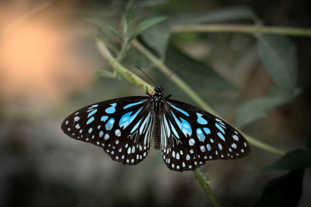 Butterfly Papillon Insect - Free photo on Pixabay