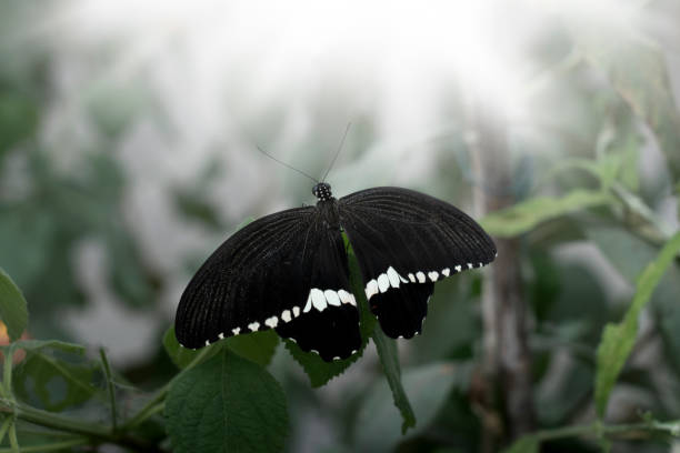 Butterfly Papillon Insect - Free photo on Pixabay