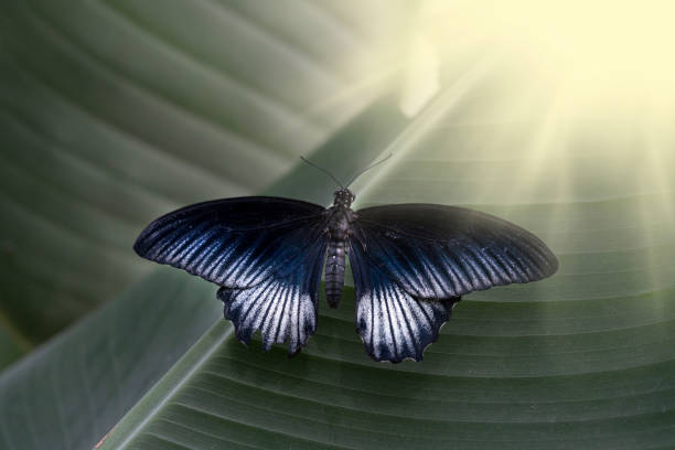male specimen of common mormon butterfly, Papilio polytes, Papilionidae