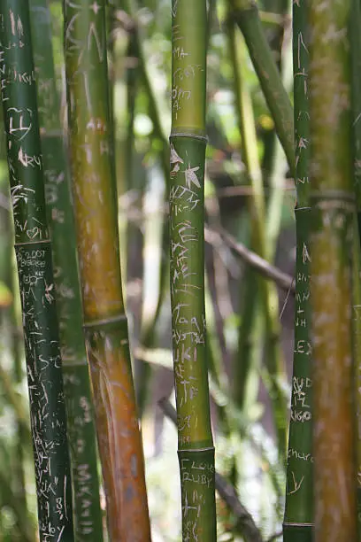 Photo of Bamboo with graffiti