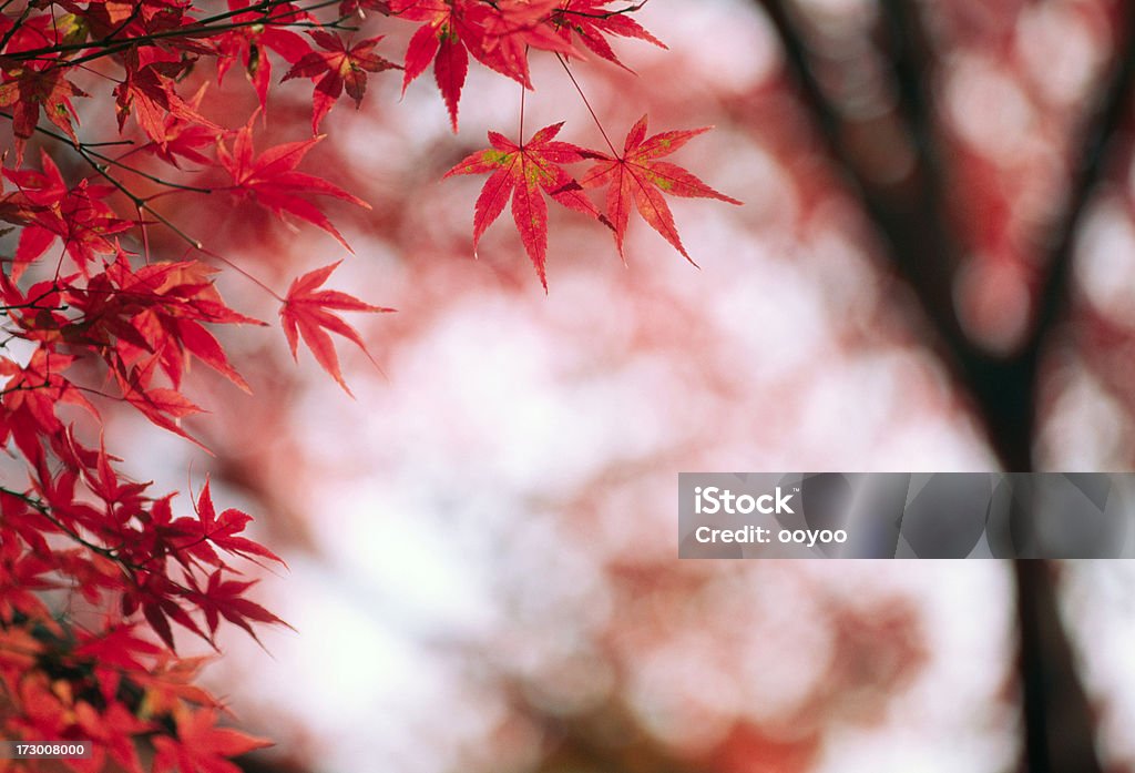 Folhas de Outono - Royalty-free Ao Ar Livre Foto de stock