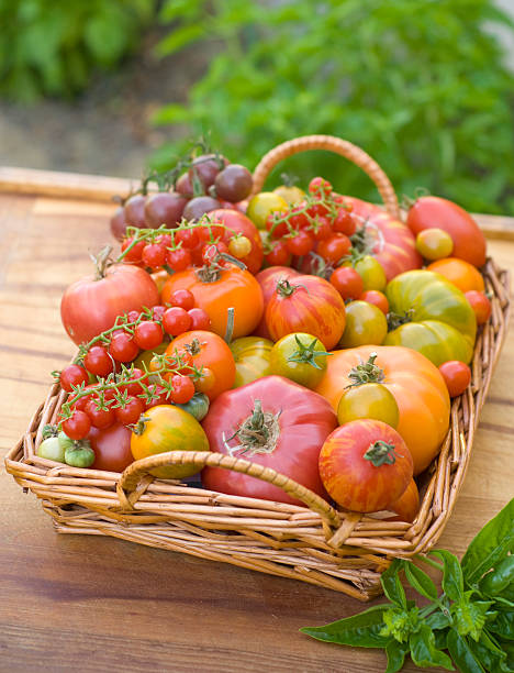 バスケットの夏の食材、地元のオーガニック野菜のエアルームトマトハーヴェスト - heirloom tomato homegrown produce tomato organic ストックフォトと画像