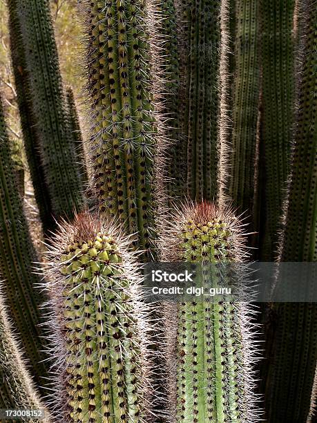 Sharp Cactuses Nel Deserto Del Sonoran - Fotografie stock e altre immagini di Affilato - Affilato, Ambientazione esterna, Arizona