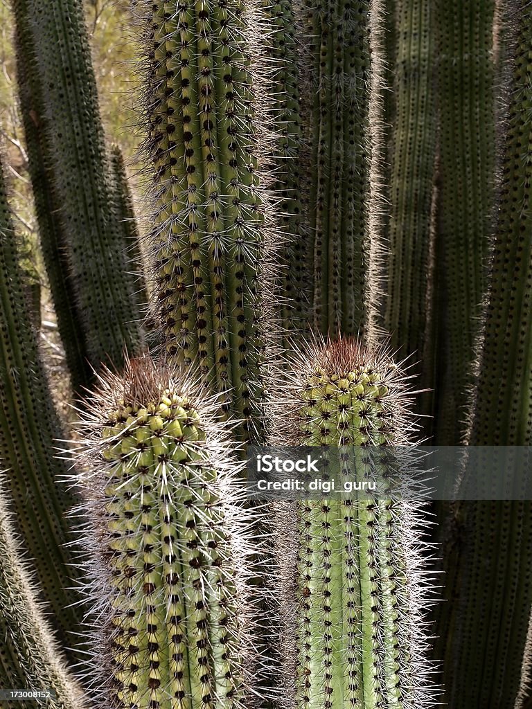 Sharp Cactuses 있어 소노란 사막 - 로열티 프리 가시 스톡 사진