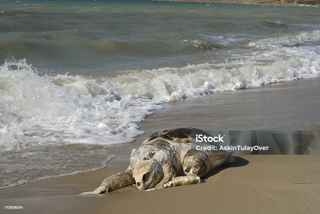 Dead Turtle - Lizenzfrei Abgeschiedenheit Stock-Foto