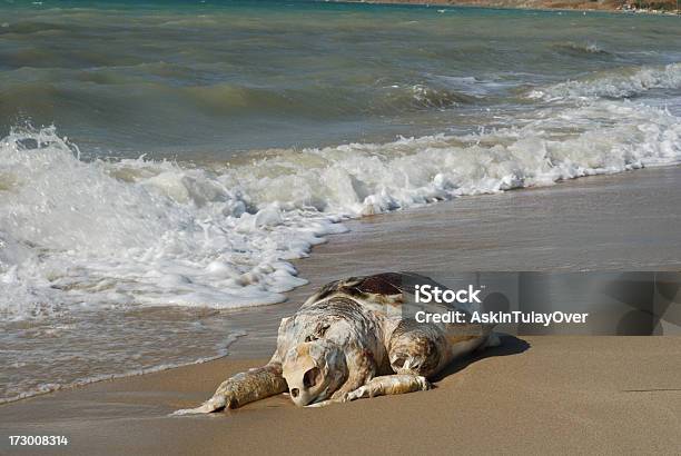 Dead Turtle Stockfoto und mehr Bilder von Abgeschiedenheit - Abgeschiedenheit, Bewusstlos, Einsamkeit