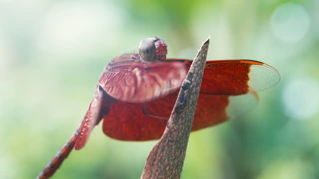 Dragonfly Red Scarlet Darter Animal flyingo on branch.