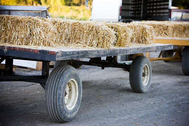 istock Bales of Hay on Flatbed Truck at Pumpkin Patch, Copyspace 173008747