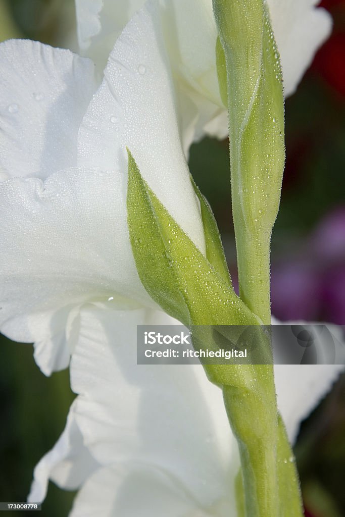 Bianco Gladiolo - Foto stock royalty-free di Ambientazione esterna