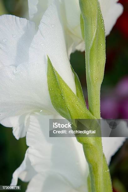 Bianco Gladiolo - Fotografie stock e altre immagini di Ambientazione esterna - Ambientazione esterna, Bianco, Colore verde