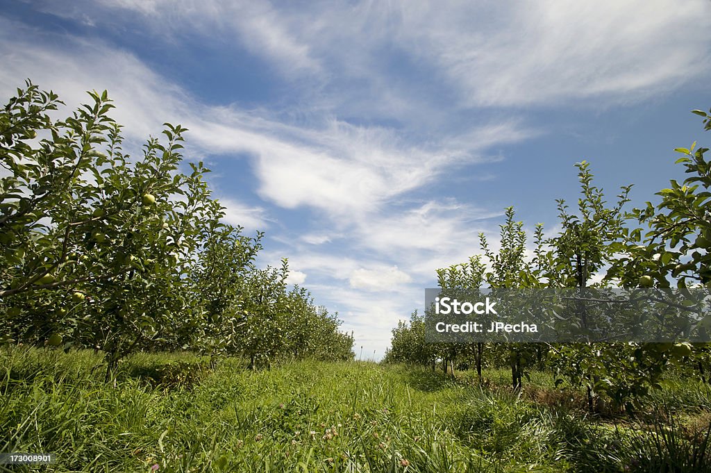 Pomar de Macieiras - Foto de stock de Agricultura royalty-free