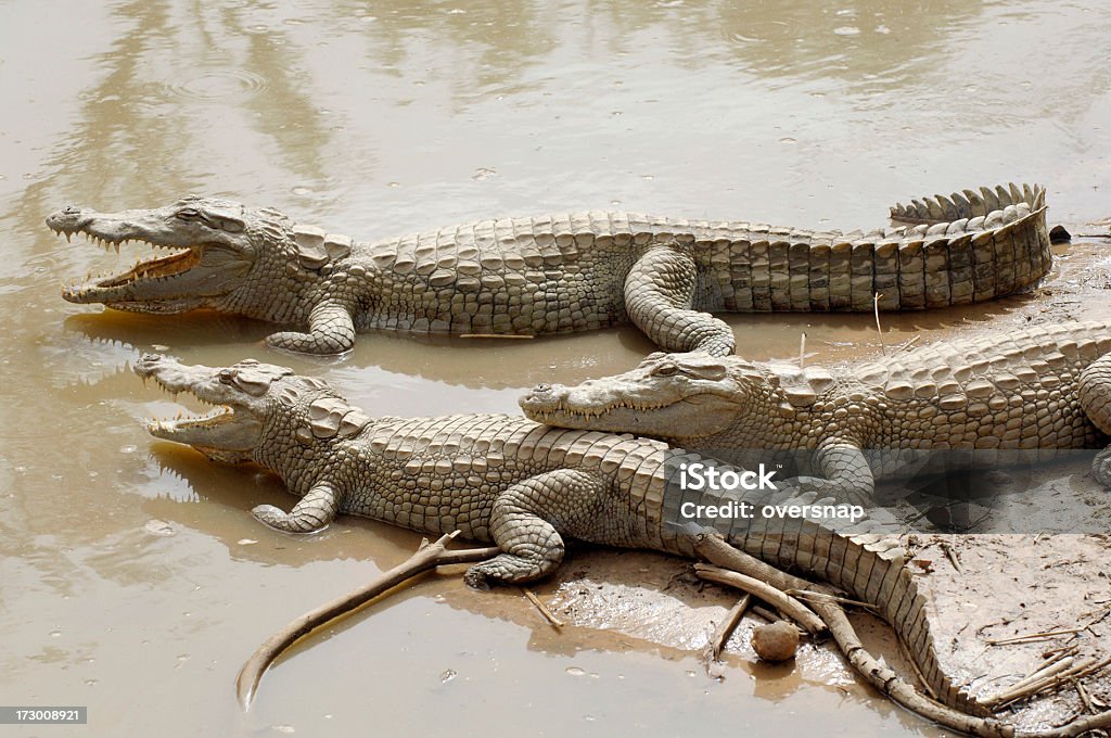 African Crocodiles "Crocodiles on an African river bank, Mali" Animal Stock Photo