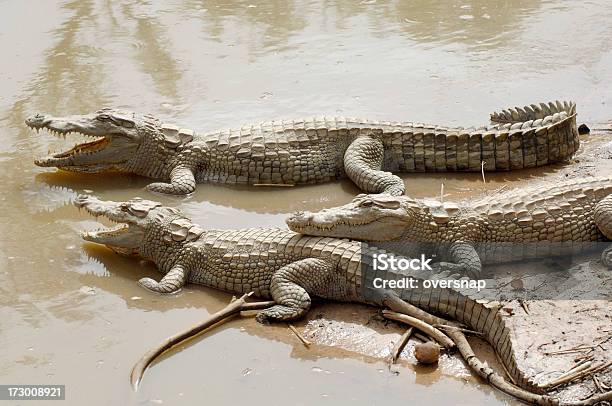African Crocodiles Stock Photo - Download Image Now - Animal, Animal Themes, Mali