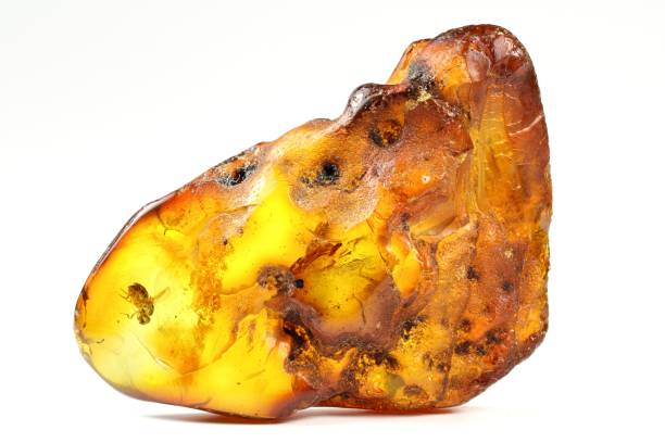 istock fly imprisoned in baltic amber 1730090037