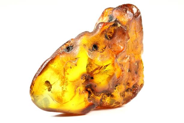 istock fly imprisoned in baltic amber 1730090047