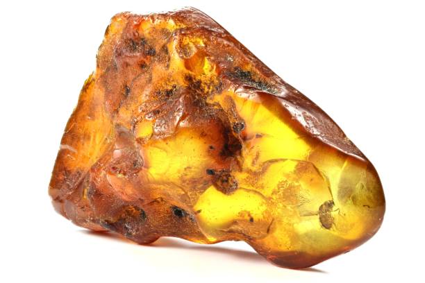 istock fly imprisoned in baltic amber 1730090050