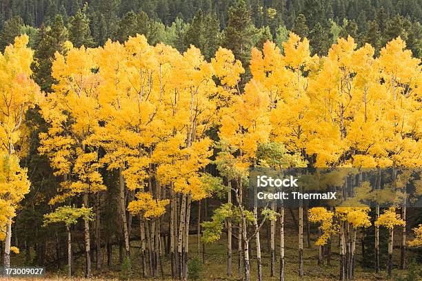 Aspen Alberi In Autunno - Fotografie stock e altre immagini di Autunno - Autunno, Estes Park, Boschetto