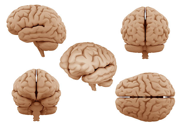 인간의 뇌 - parietal lobe 뉴스 사진 이미지