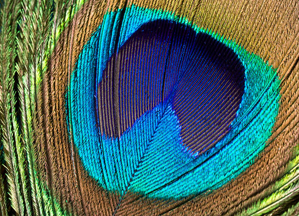 istock Peacock Feather, Pattern, Repetition, Close-Up, Bird, Plumage, Iridescent, Background 173009097