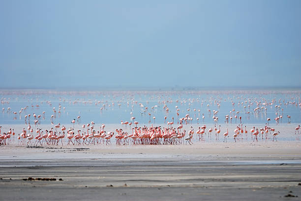 flamants roses dans le lac manyara - lake manyara national park photos et images de collection