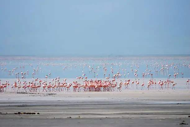 Photo of flamingos at lake manyara