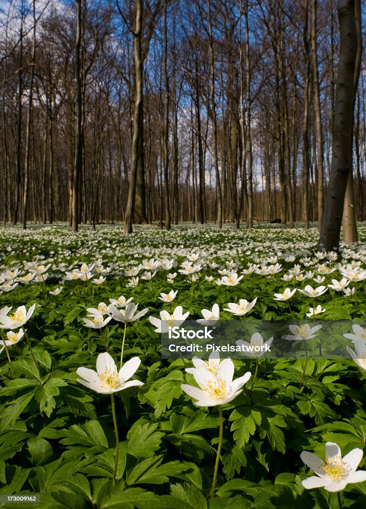 Forest full of Anemones This photo is taken on at lovely spring dag in late April. The whole forest floor was covert in wood anemones (Quinquefolia). Anemone Flower Stock Photo