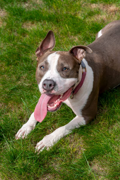 istock The blue eyed terrier dog 1730091661